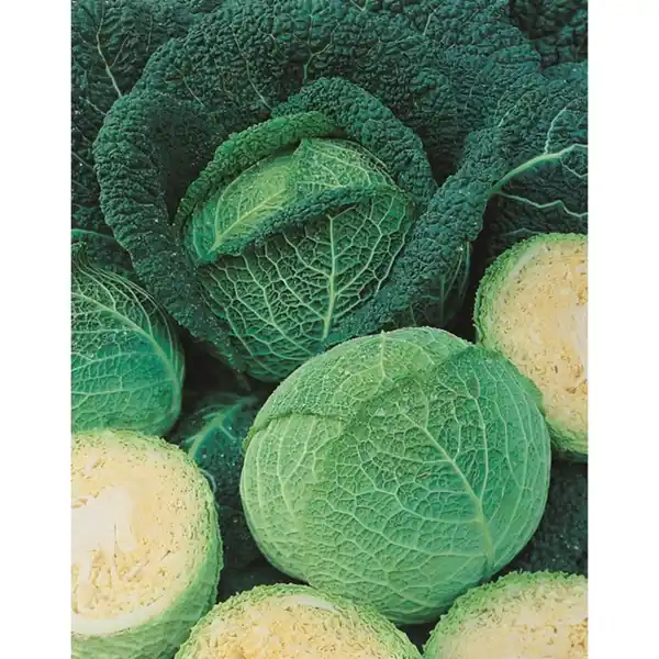 Bild 3 von Pflanze, Wirsingkohl, 6er Schale