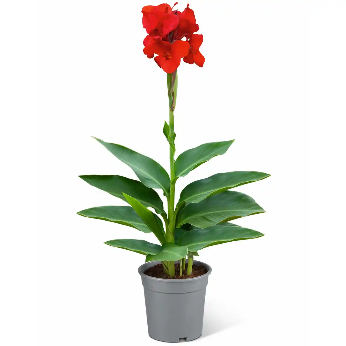 Bild 1 von Indisches Blumenrohr verschiedene Farben 14 cm Topf