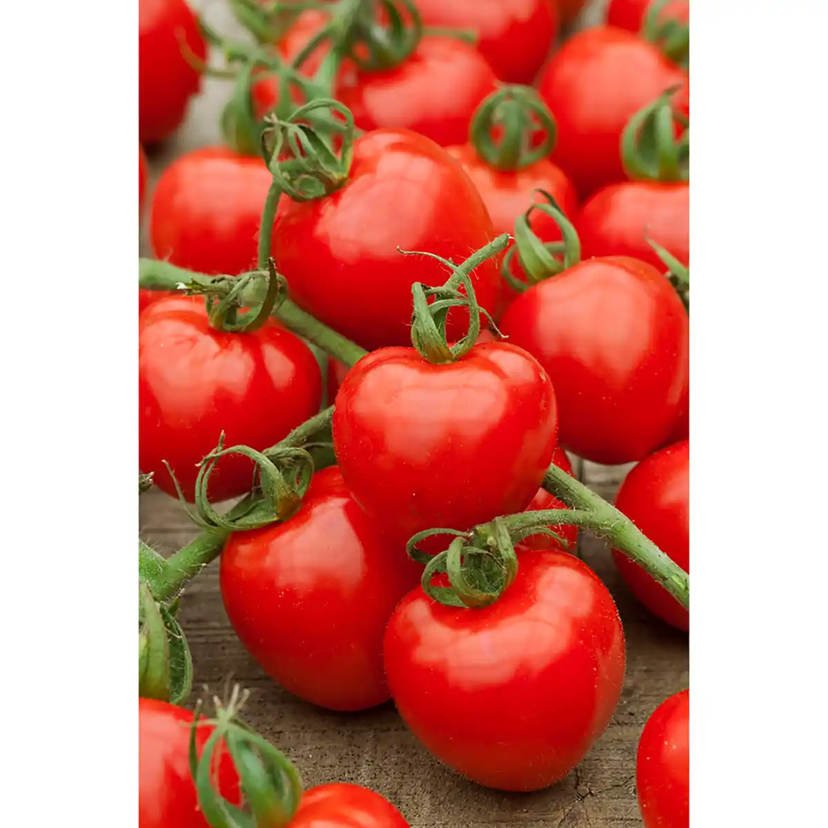 Bild 1 von toom Rispentomate