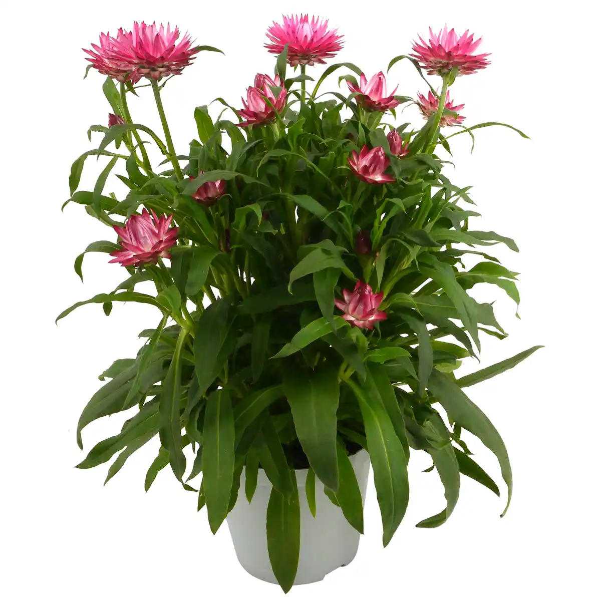 Bild 1 von Strohblume verschiedene Farben 14 cm Topf