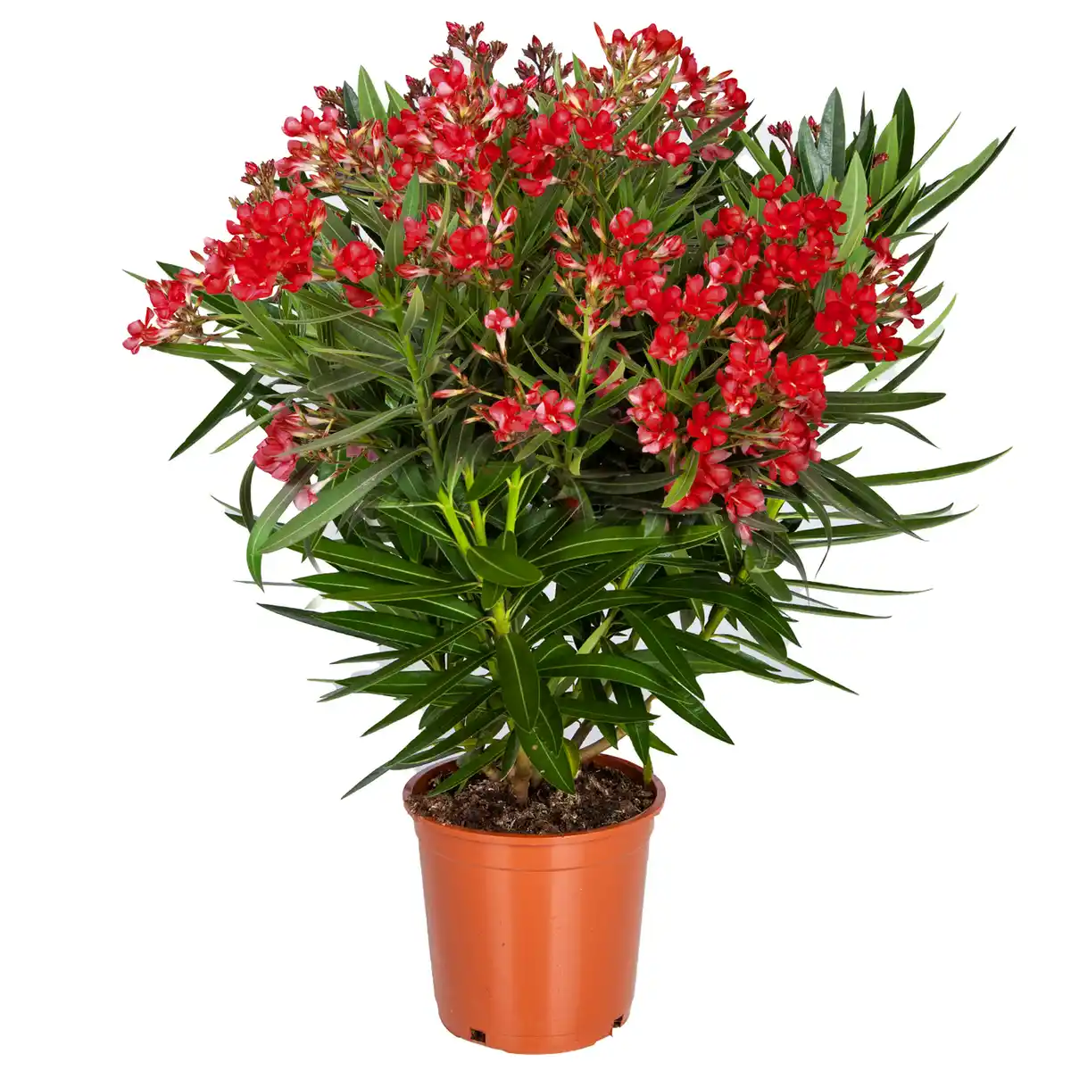 Bild 1 von Oleander-Busch verschiedene Farben 22 cm Topf