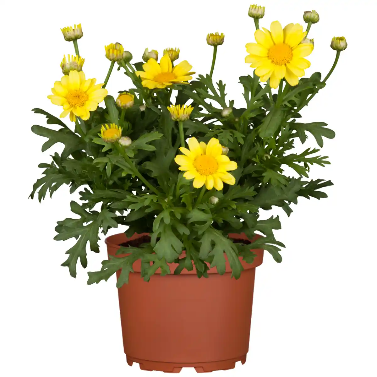 Bild 1 von toom Sommer-Margerite verschiedene Farben 10,5 cm Topf