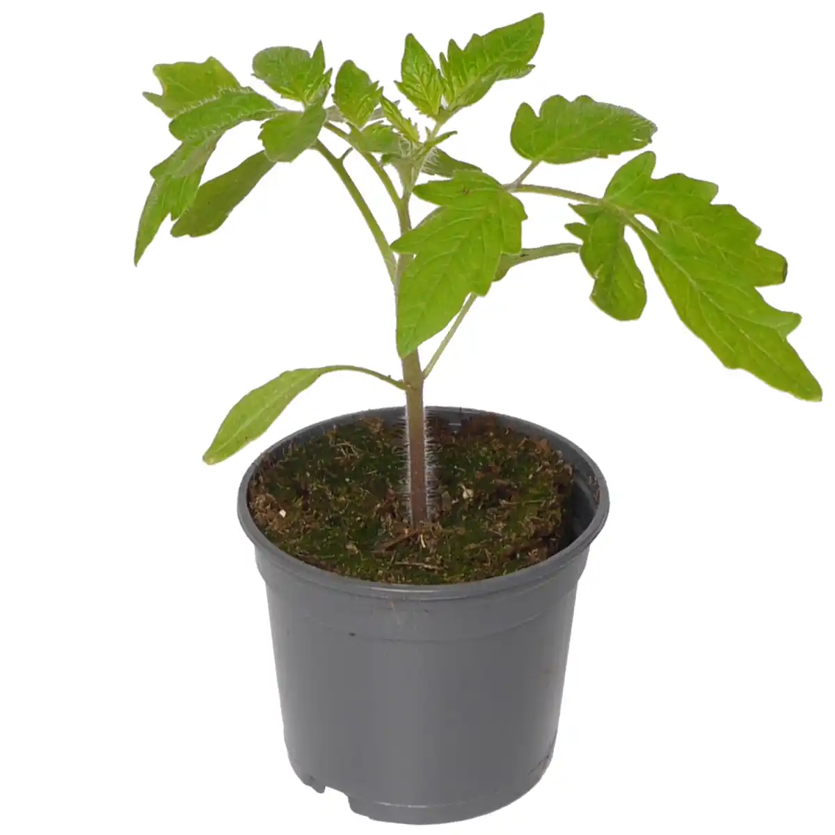 Bild 1 von toom Cocktail-Tomate verschiedene Sorten 9 cm Topf