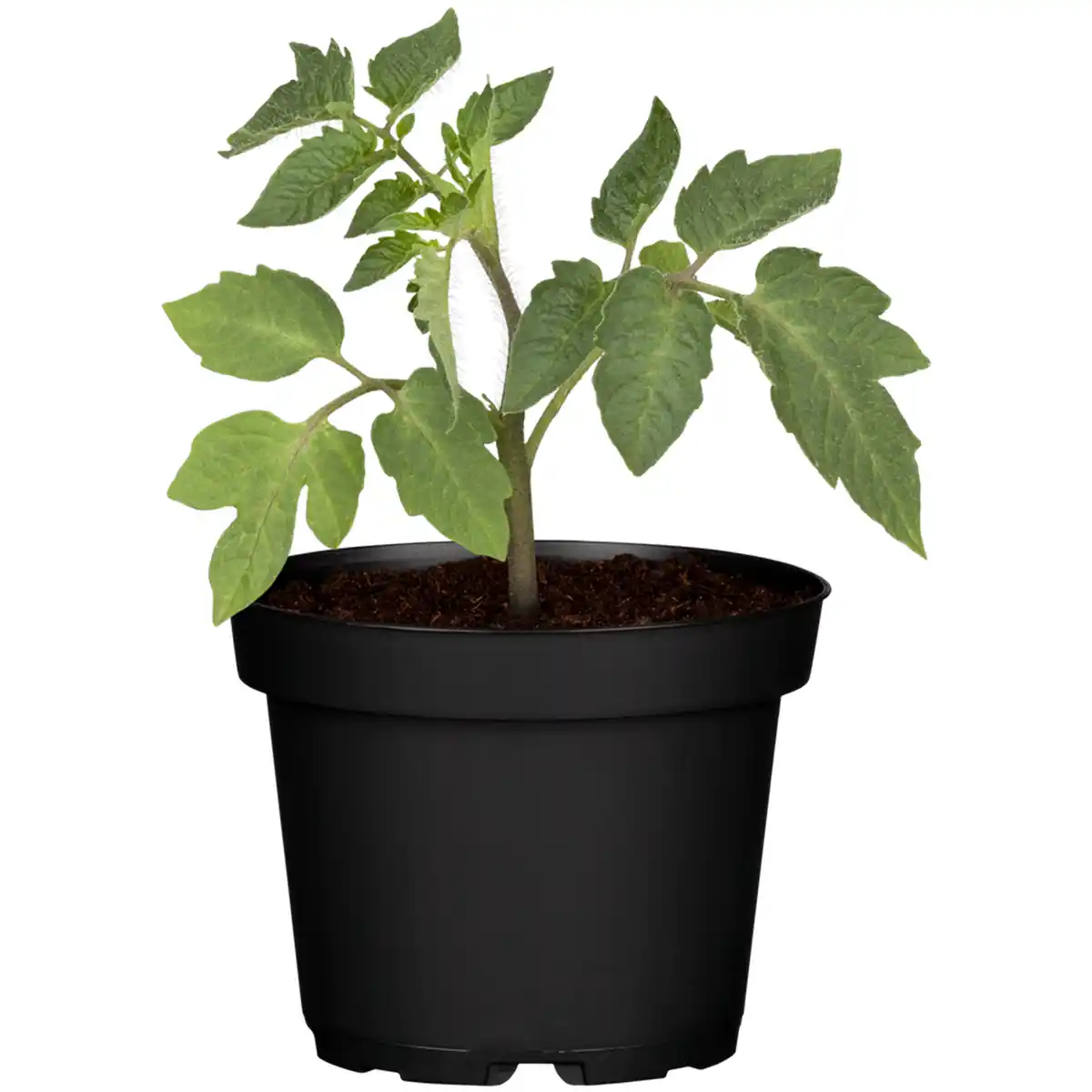 Bild 1 von toom Eiertomate gelb 9 cm Topf