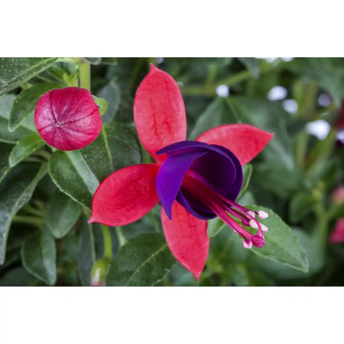 Bild 1 von toom Fuchsie, 19 cm Topf