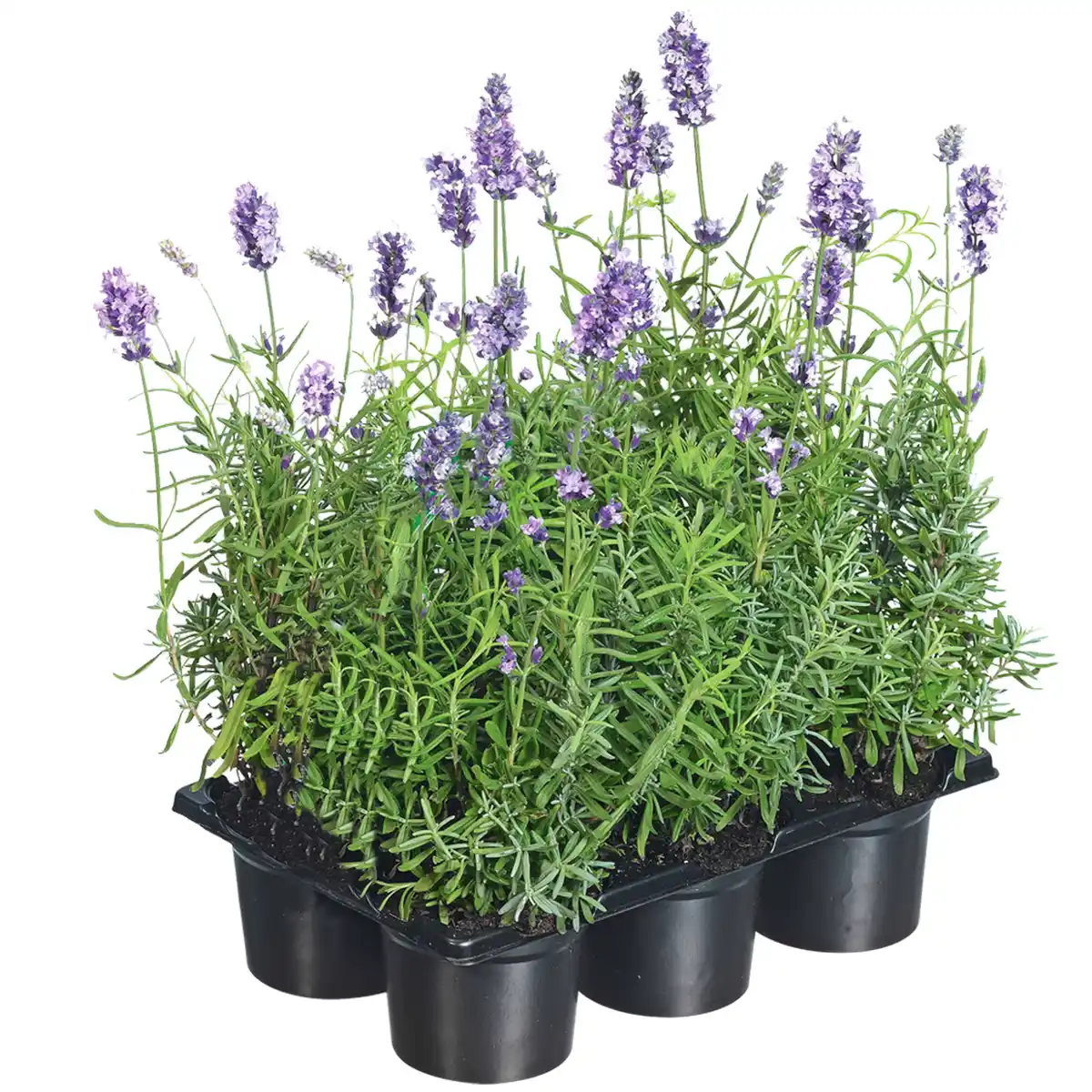 Bild 1 von toom Lavendel blau 6er-Tray