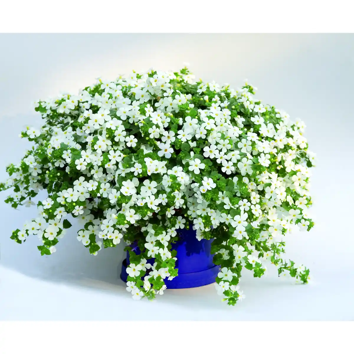 Bild 1 von toom Schneeflockenblume weiß