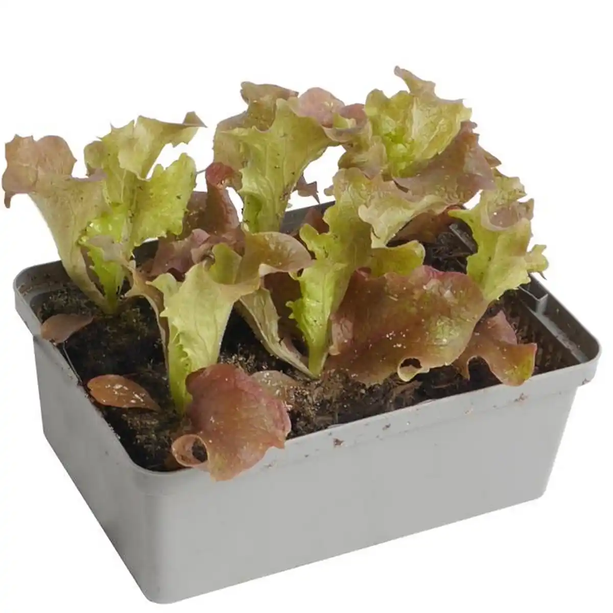 Bild 1 von toom Salat-Mix 6er-Schale