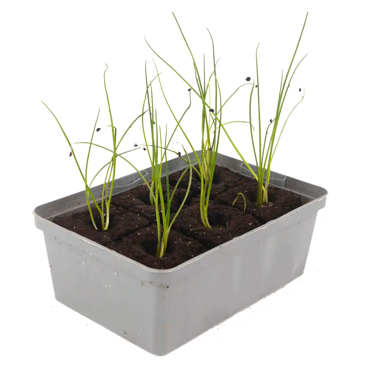 Bild 1 von toom Porree 6er-Schale