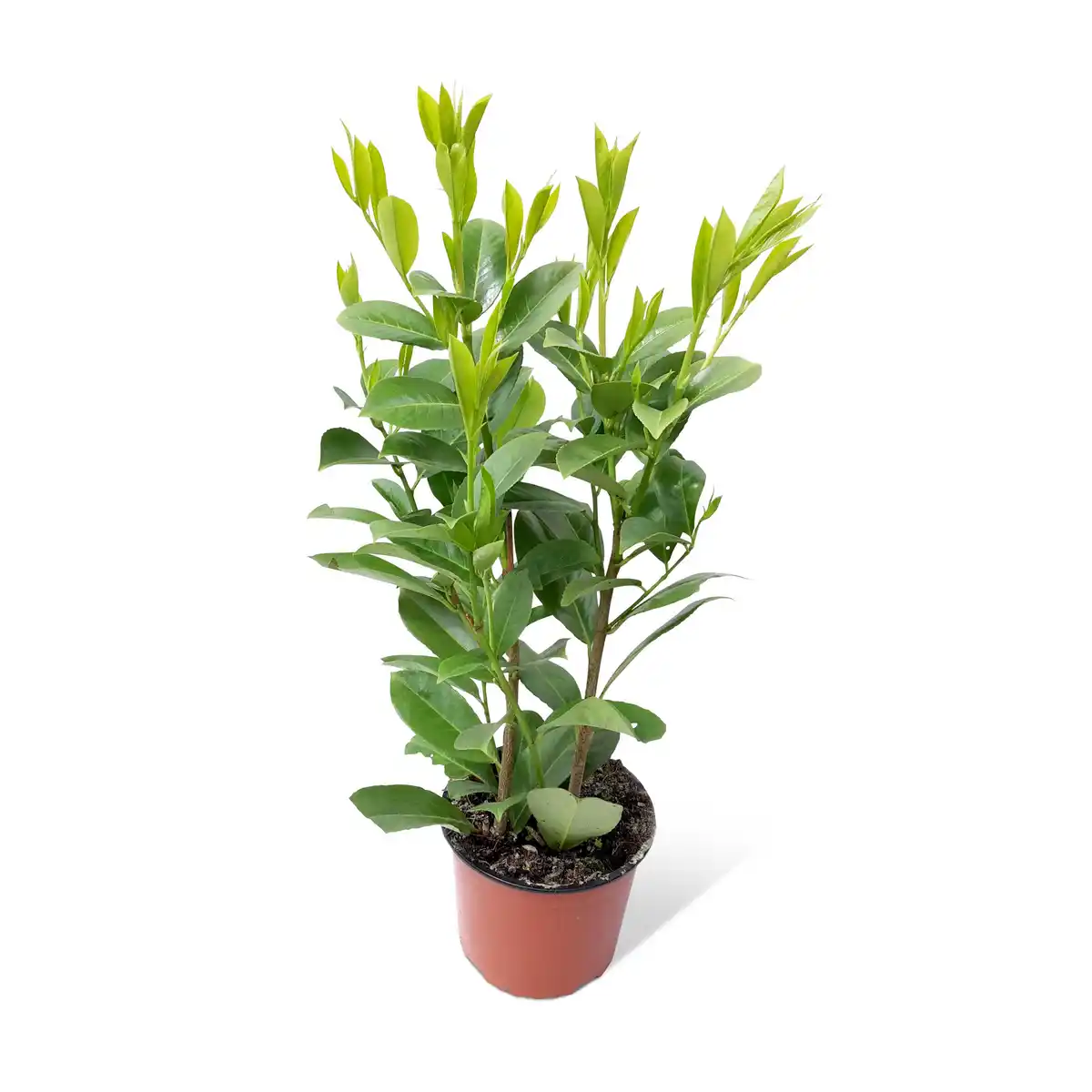 Bild 1 von Kirschlorbeer - topfgewachsene Ware