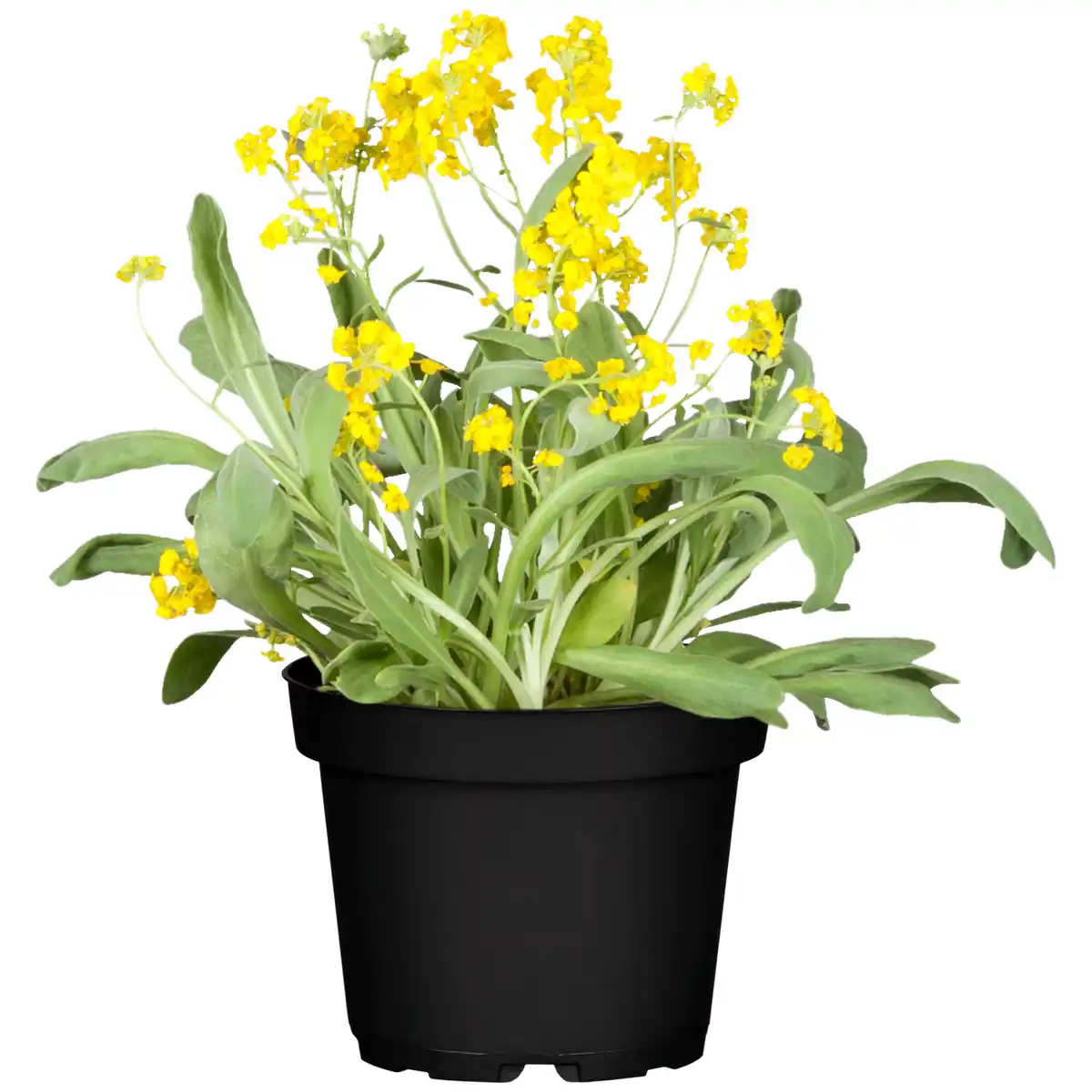 Bild 1 von toom Staude verschiedene Sorten 19 cm Topf