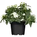 Bild 1 von toom Jasmin weiß 12 cm Topf