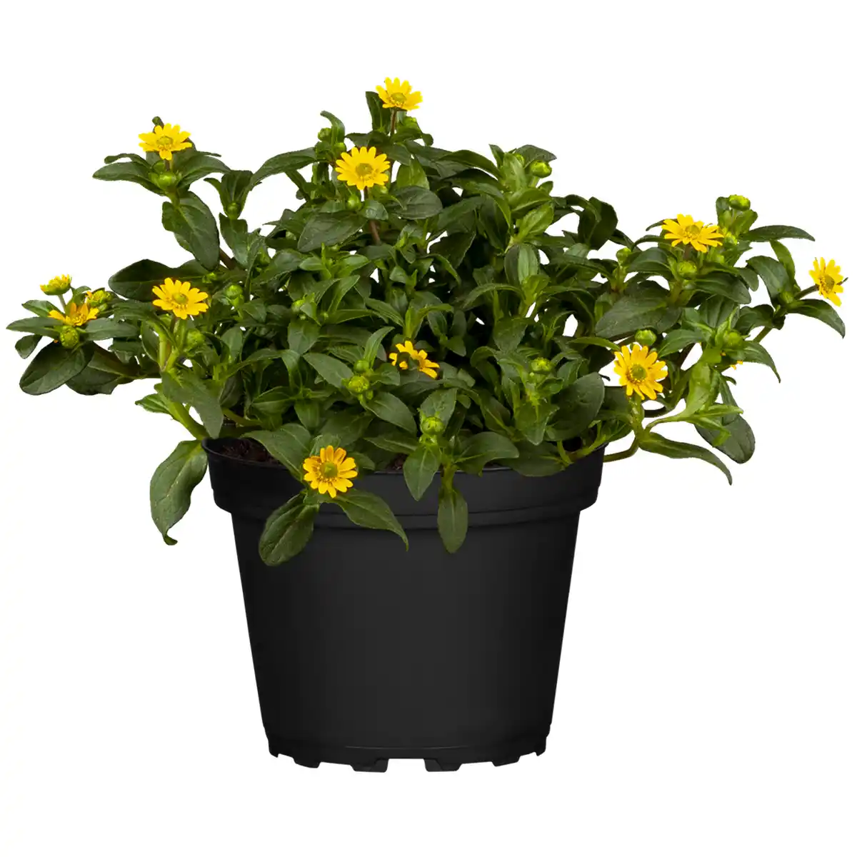 Bild 1 von toom Husarenknöpfchen gelb 12 cm Topf