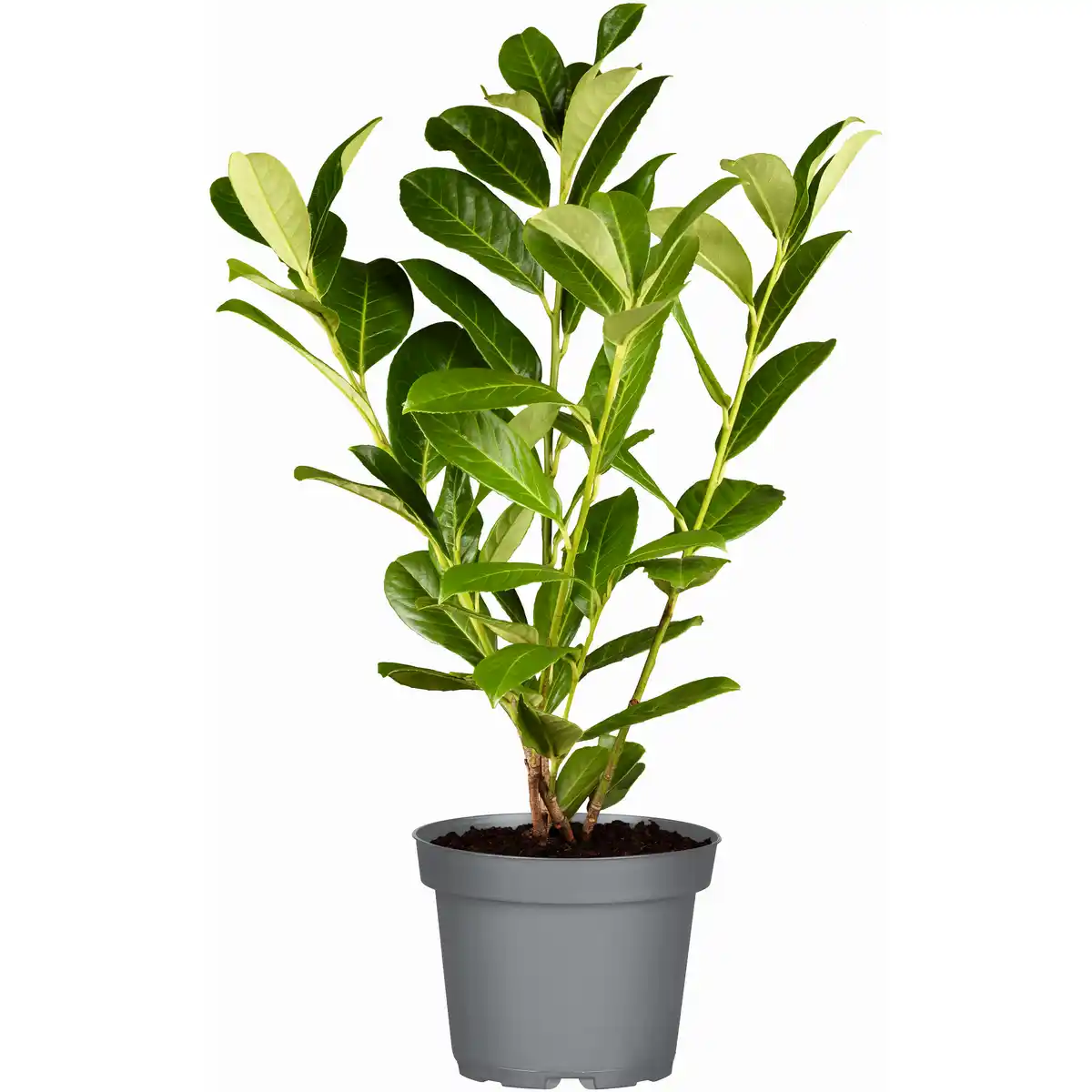 Bild 1 von Kirschlorbeer 'Genolia®' topfgewachsen, 21 cm Topf