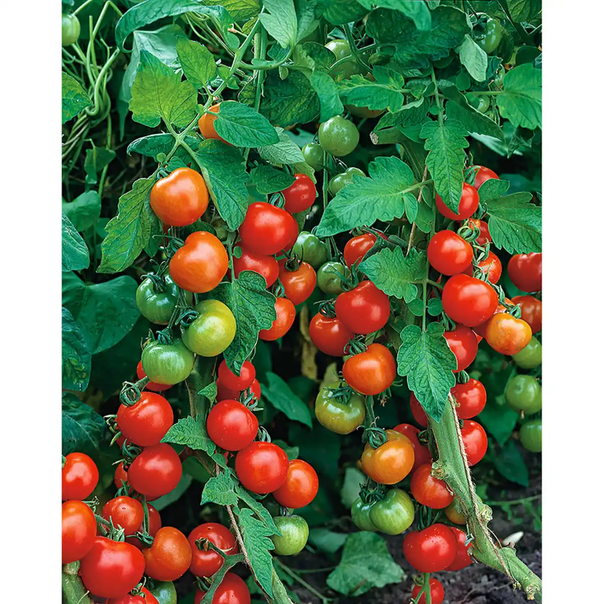 Bild 1 von toom Tomate "Harzfeuer"