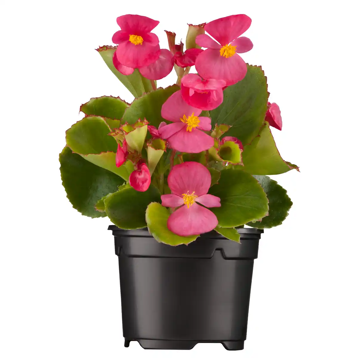 Bild 1 von toom Eisbegonie verschiedene Farben 9 cm Topf