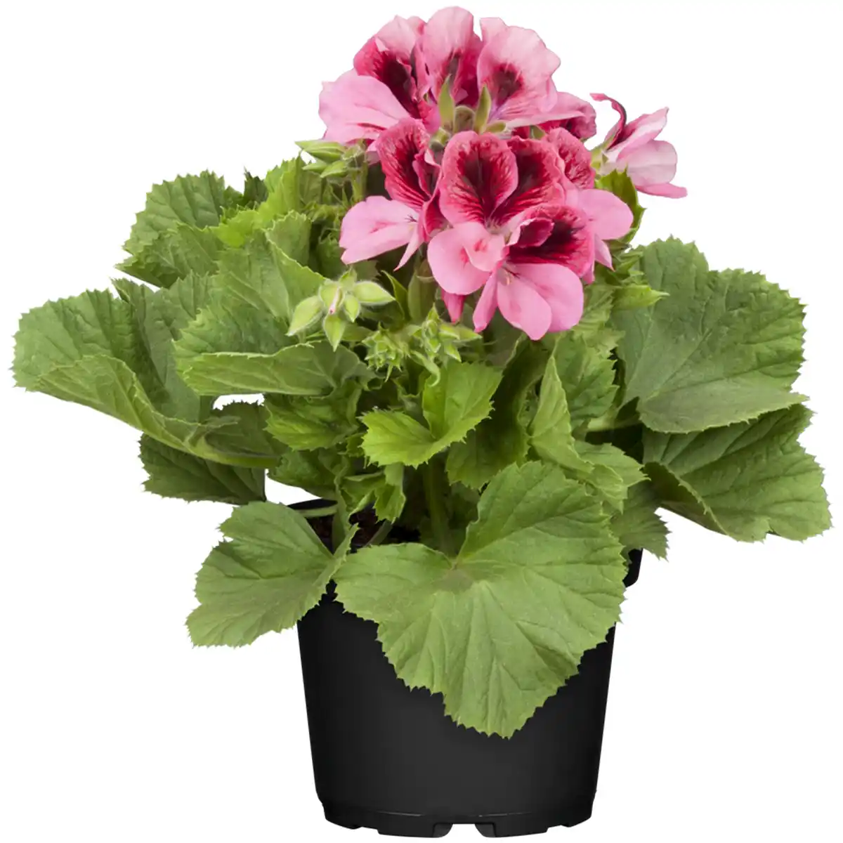 Bild 1 von toom Edelgeranie verschiedene Farben 12 cm Topf