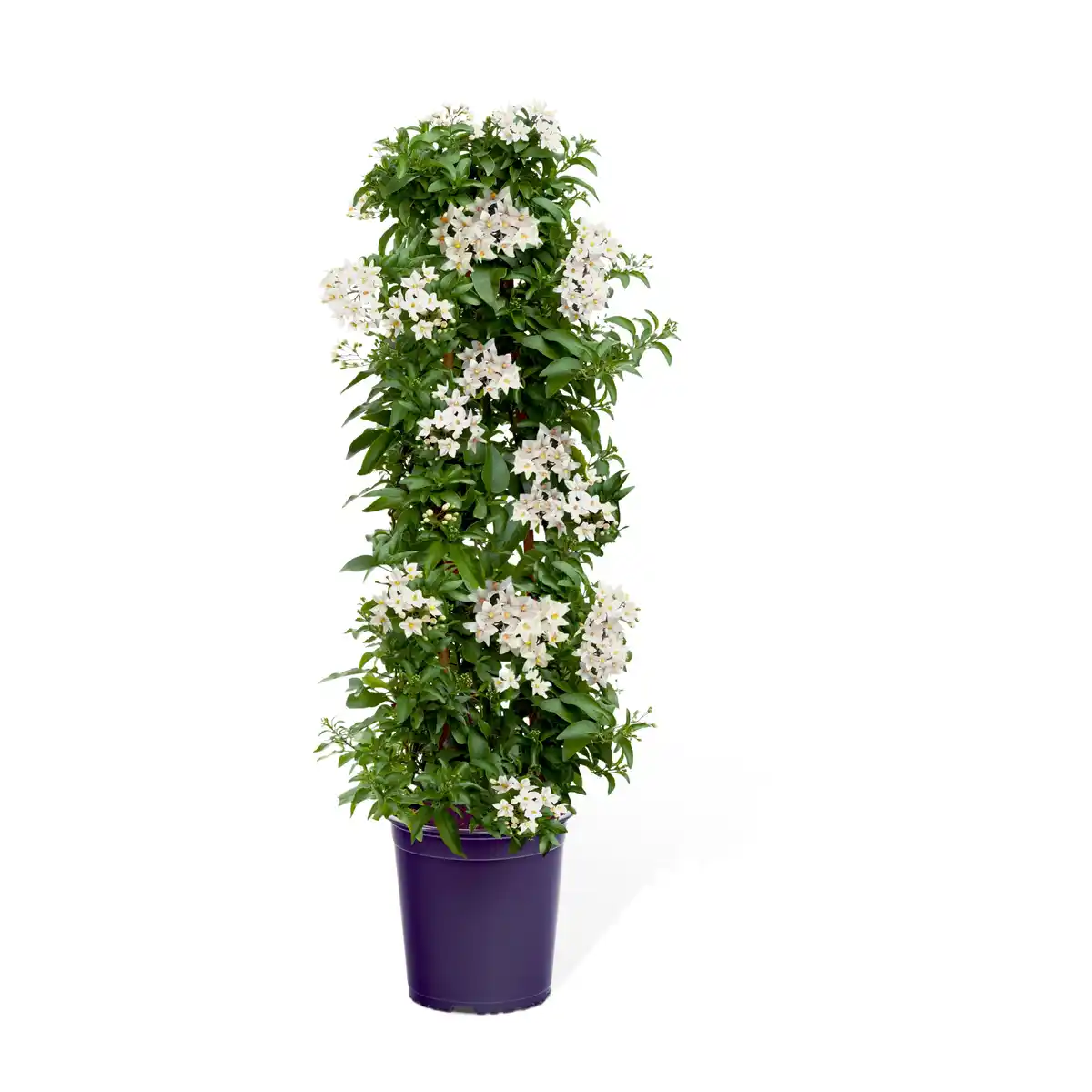 Bild 1 von toom Sommerjasmin-Pyramide