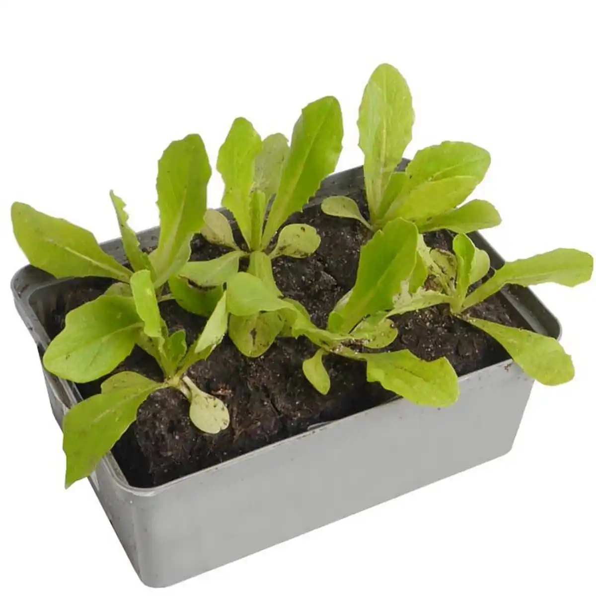 Bild 1 von toom Kopfsalat verschiedene Sorten 6er-Schale