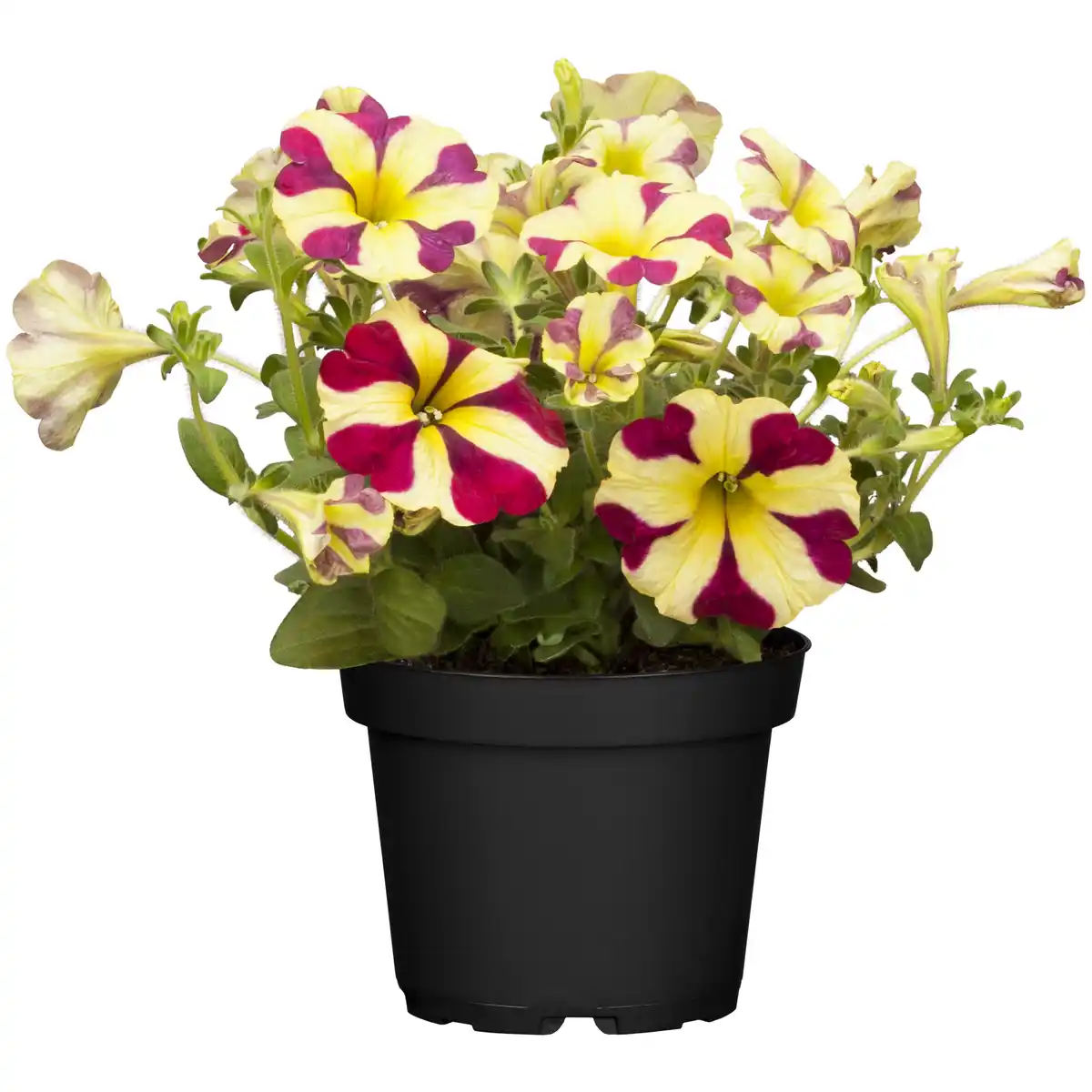 Bild 1 von toom Herzpetunie 'Queen of Heart® Amore' verschiedene Farben 12 cm Topf