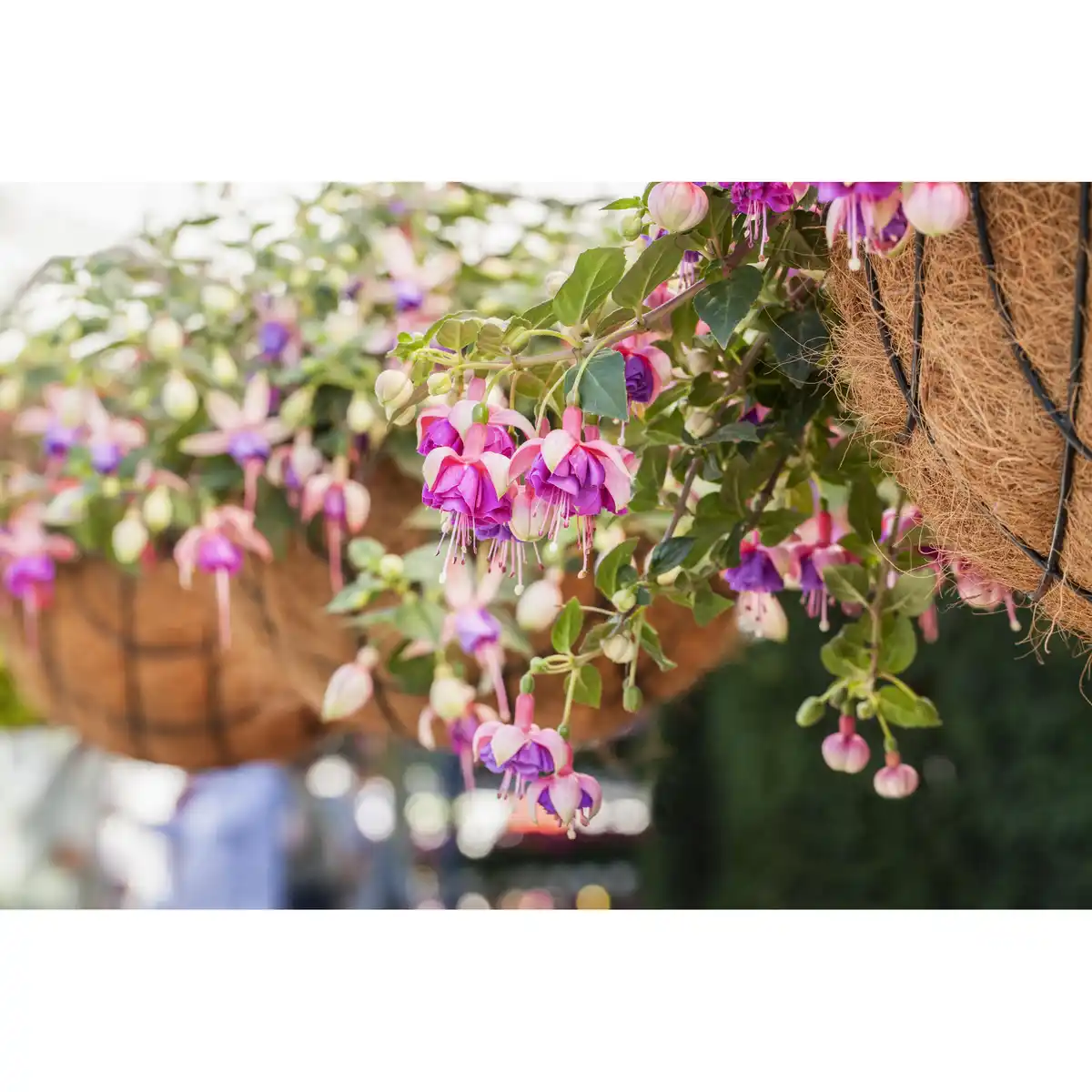 Bild 1 von toom Hängende Fuchsie, 12 cm Topf