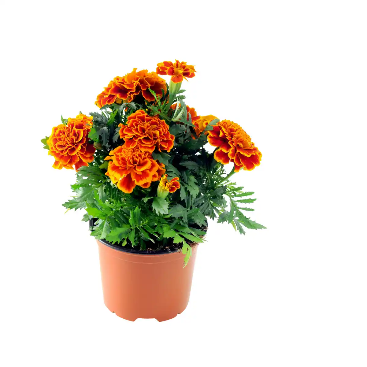 Bild 1 von Studentenblume