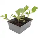Bild 1 von toom Kohl verschiedene Sorten 6er-Schale