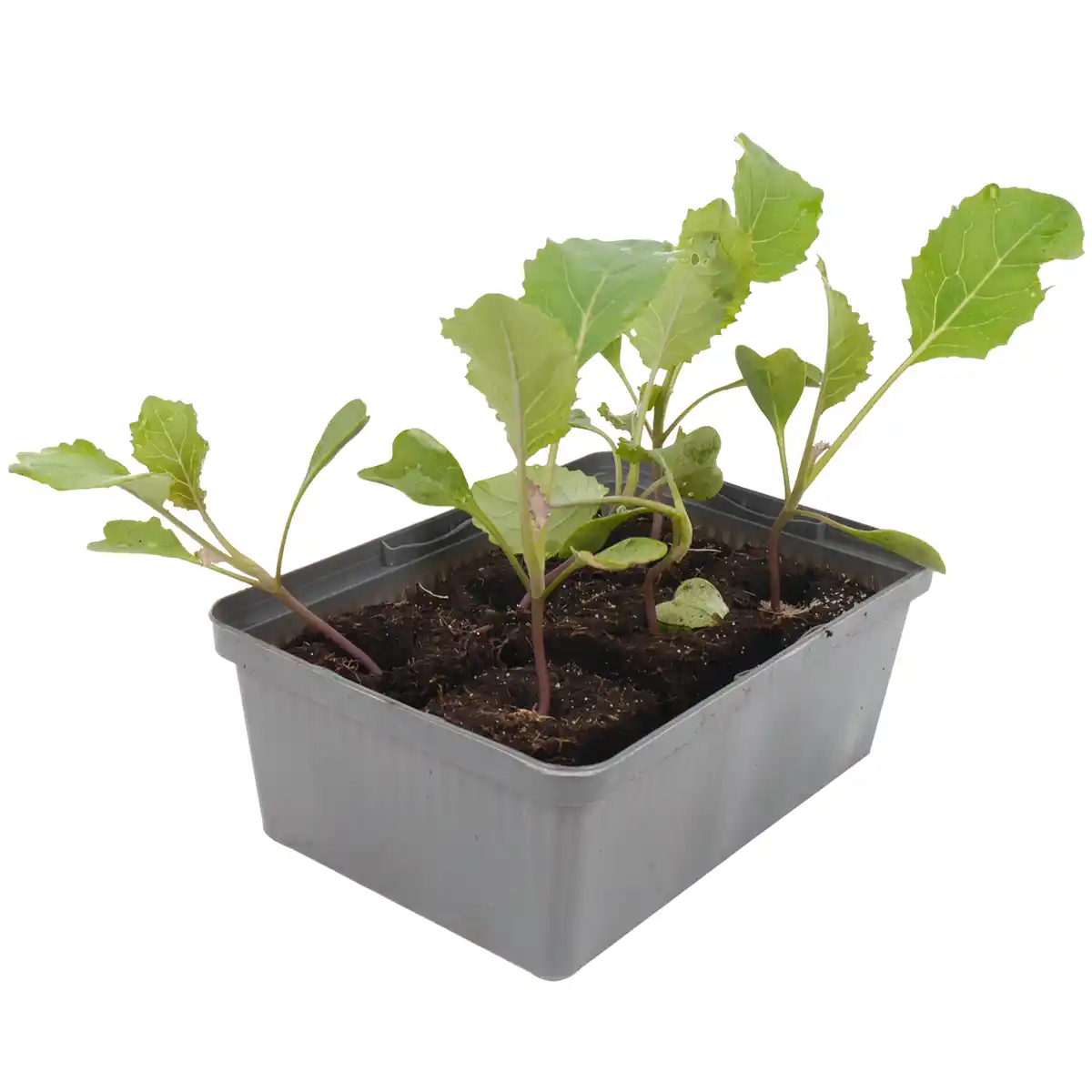 Bild 1 von toom Kohl verschiedene Sorten 6er-Schale