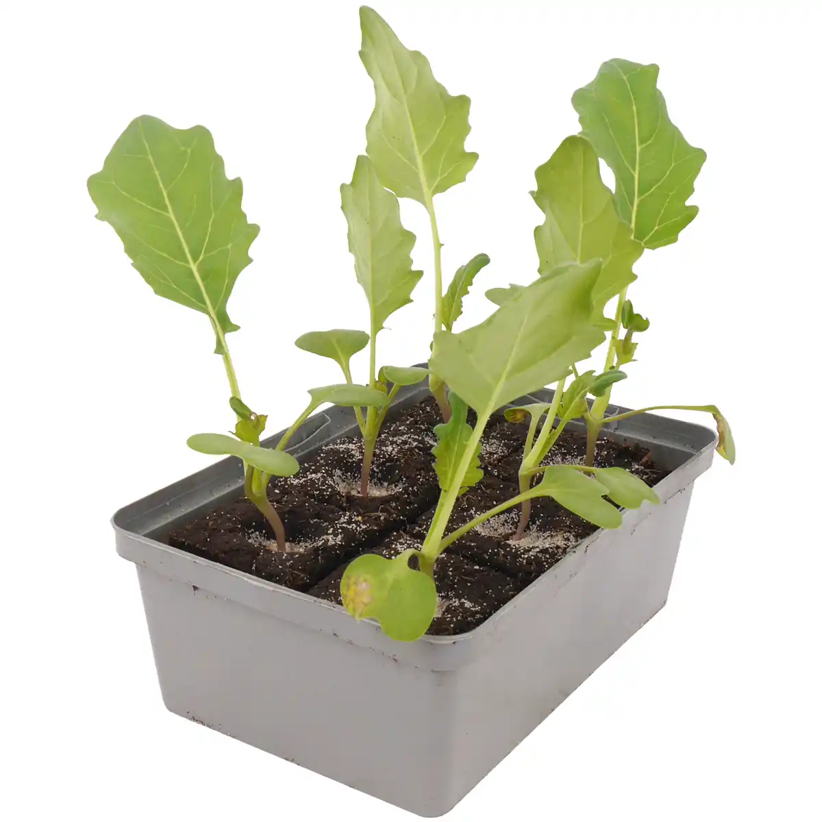 Bild 1 von toom Kohlrabi verschiedene Sorten 6er-Schale