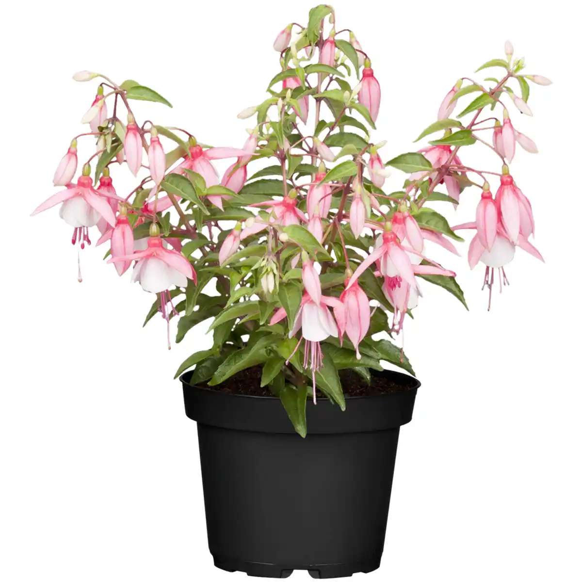 Bild 1 von toom Stehende Fuchsie verschiedene Farben 12 cm Topf