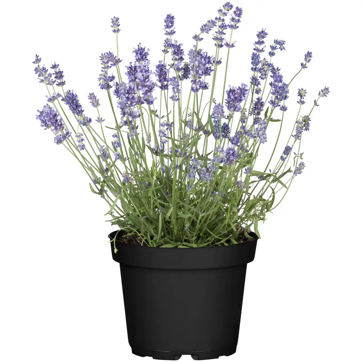 Bild 1 von toom Lavendel 13 cm Topf