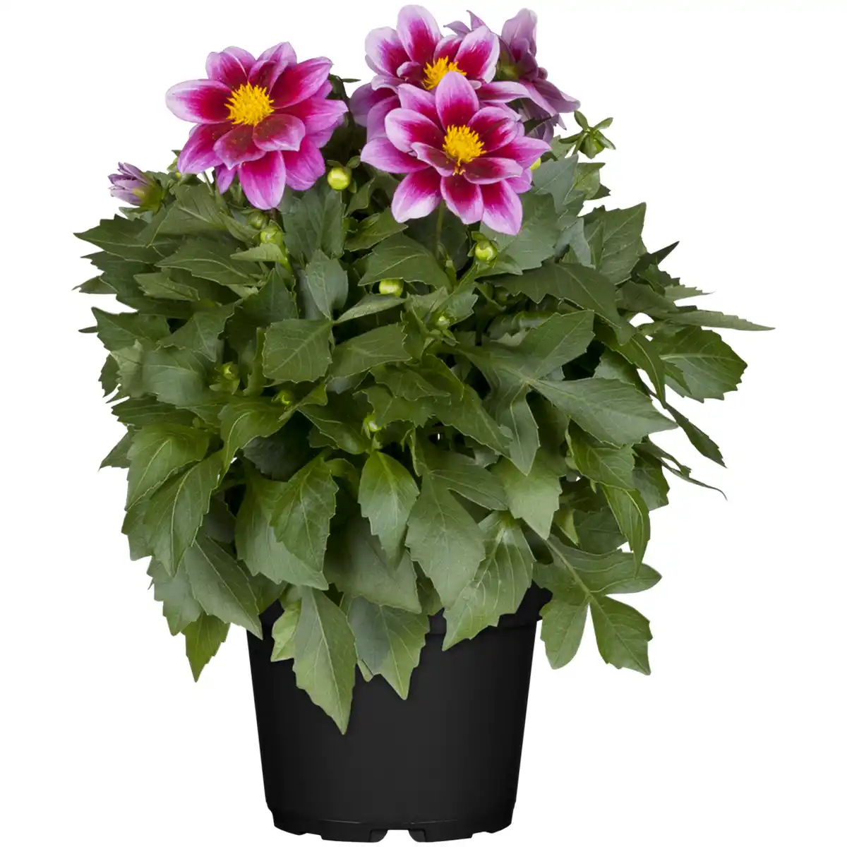 Bild 1 von toom Dahlie verschiedene Farben 13 cm Topf