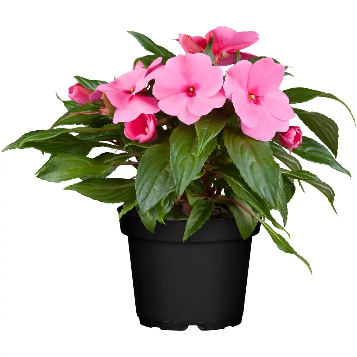 Bild 1 von toom Edellieschen verschiedene Farben 12 cm Topf