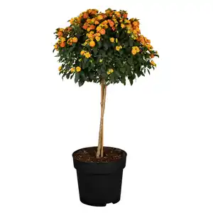 toom Terrassenstamm verschiedene Sorten 19 cm Topf