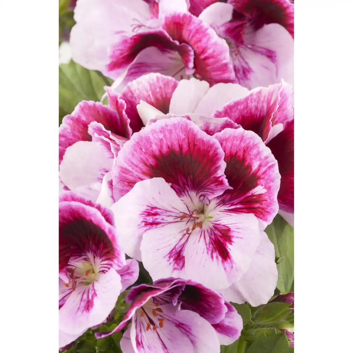 Bild 1 von toom Edelgeranie, 12 cm Topf