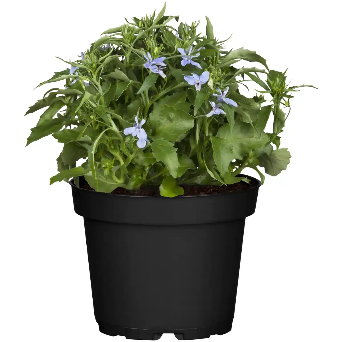 Bild 1 von toom Männertreu blau 9 cm Topf