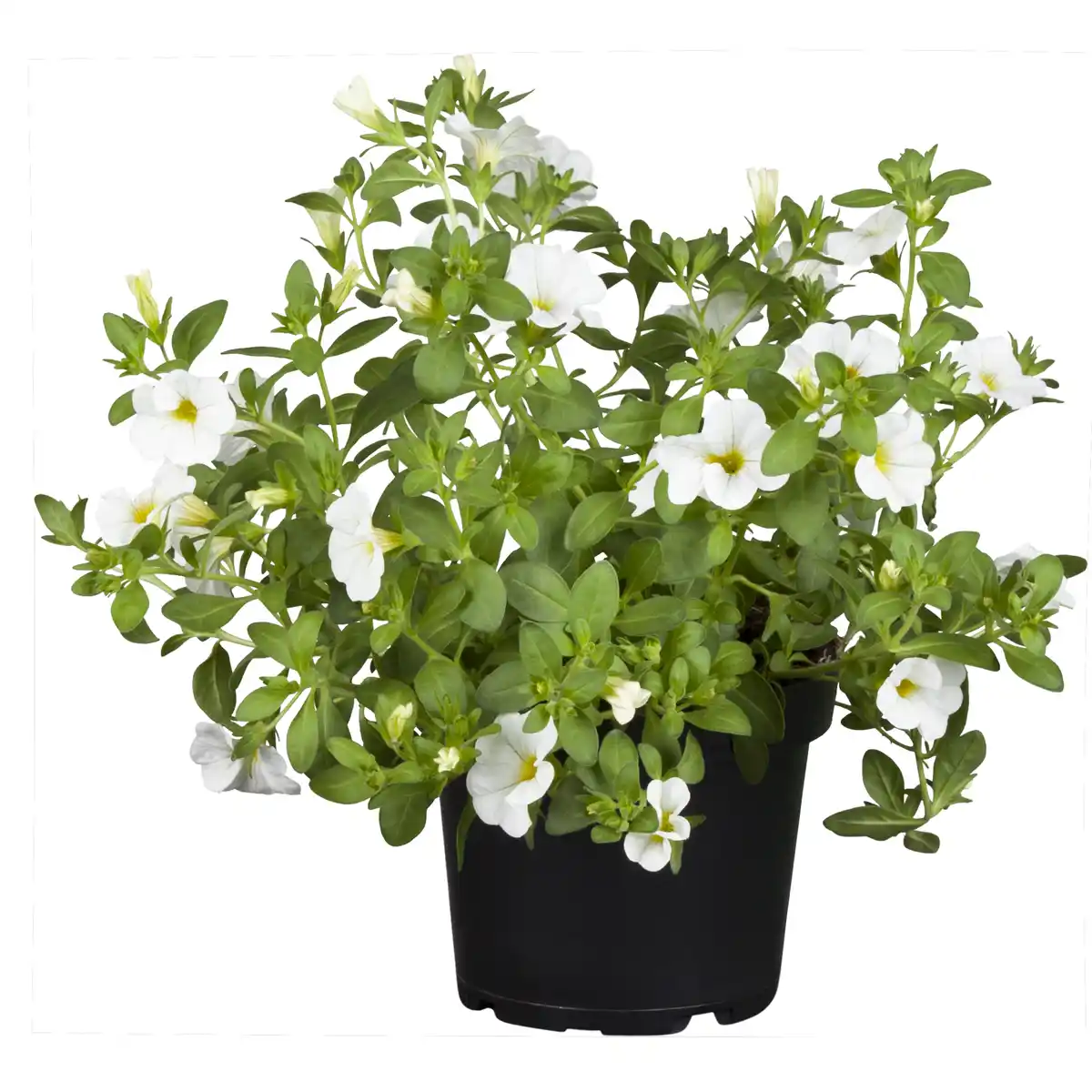 Bild 1 von toom Zauberglöckchen ungefüllt verschiedene Farben 12 cm Topf