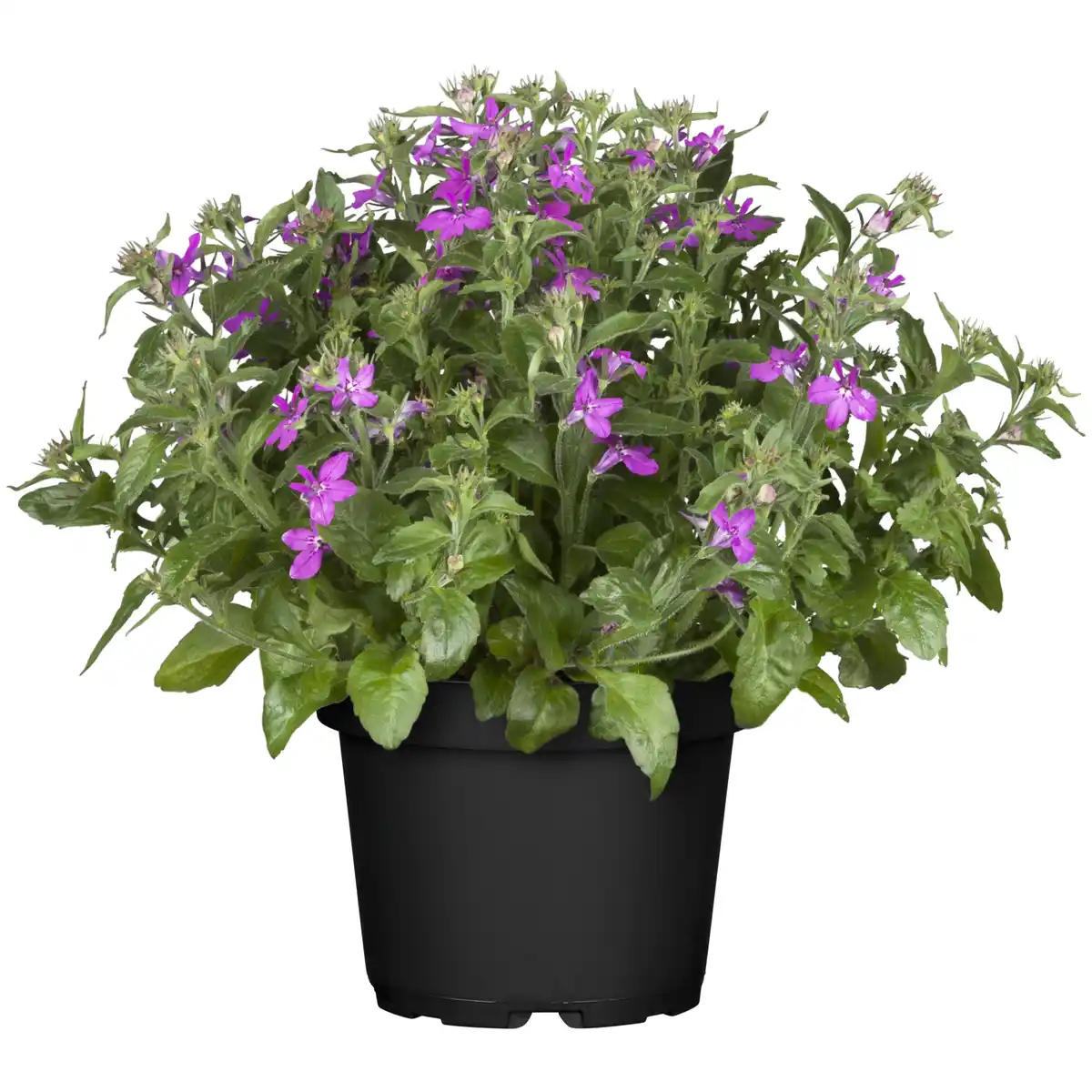 Bild 1 von toom Hängendes Männertreu verschiedene Farben 12 cm Topf