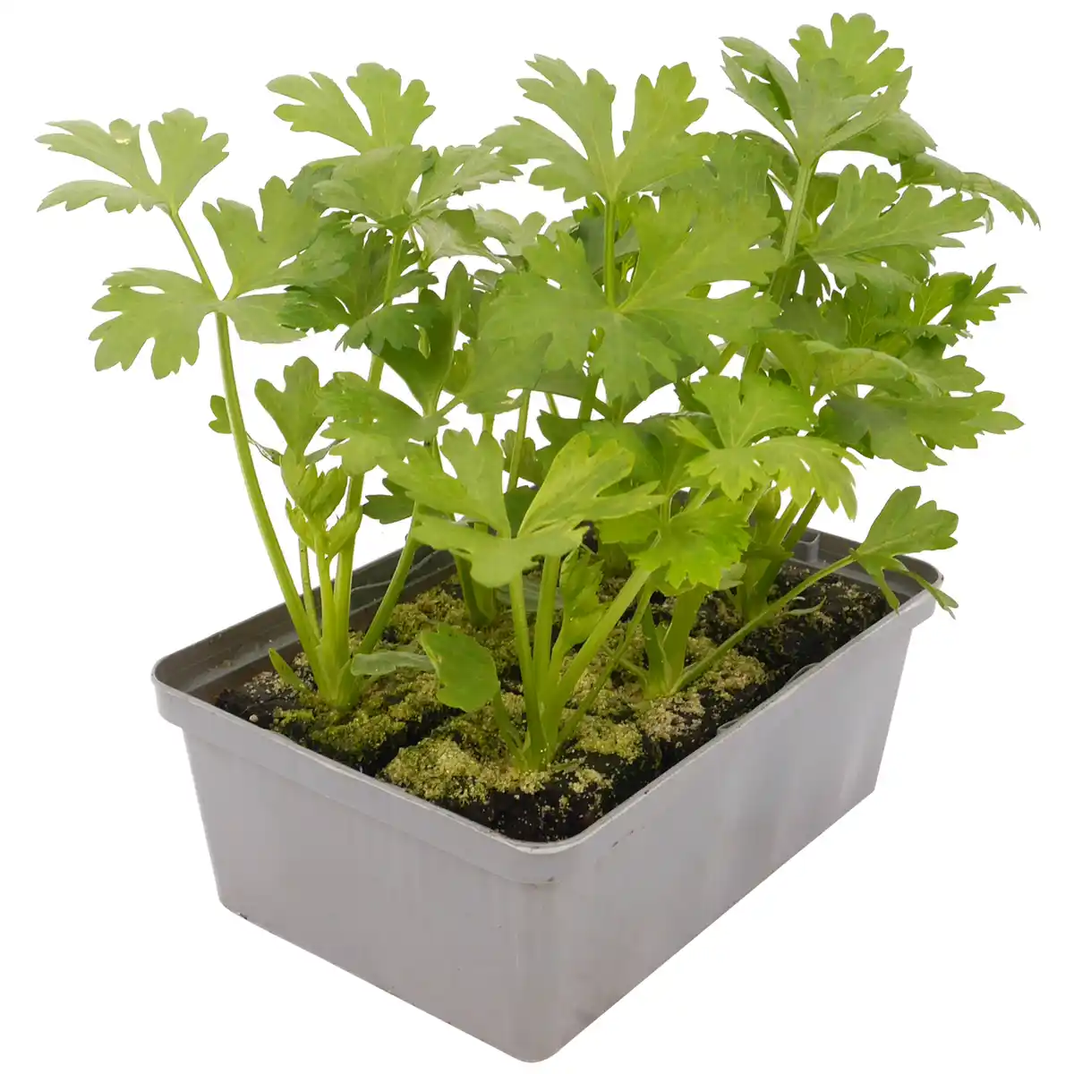 Bild 1 von toom Sellerie 6er-Schale