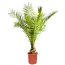 Bild 1 von toom Kanarische Dattelpalme 80-100 cm, 20 cm Topf