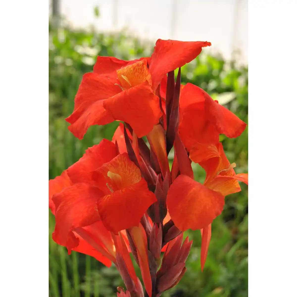 Bild 1 von toom Indisches Blumenrohr, 17 cm Topf