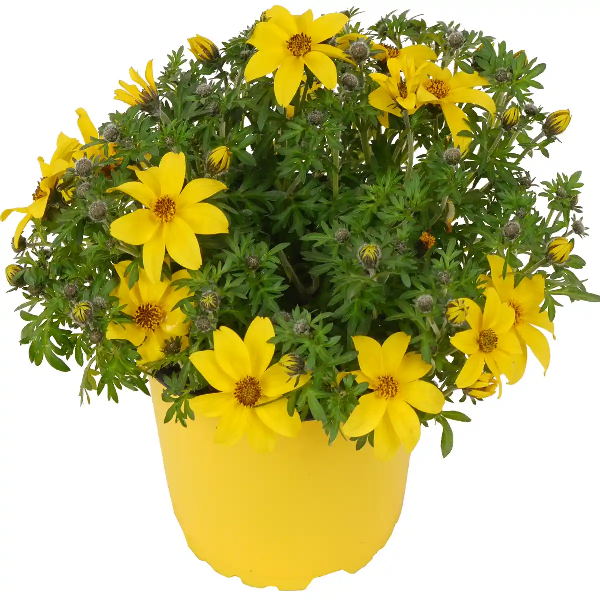 Bild 1 von toom Goldmarie 'Golden Empire™' gelb 12 cm Topf