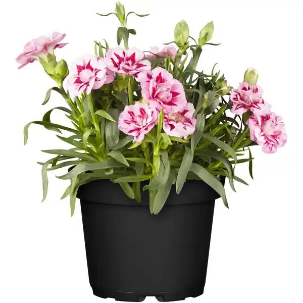 Bild 1 von toom Nelke 'Oscar' verschiedene Farben 10,5 cm Topf