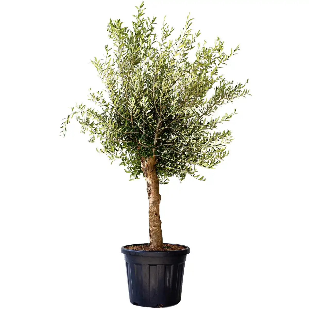 Bild 1 von Oliven-Stamm 150-175 cm, 44 cm Topf