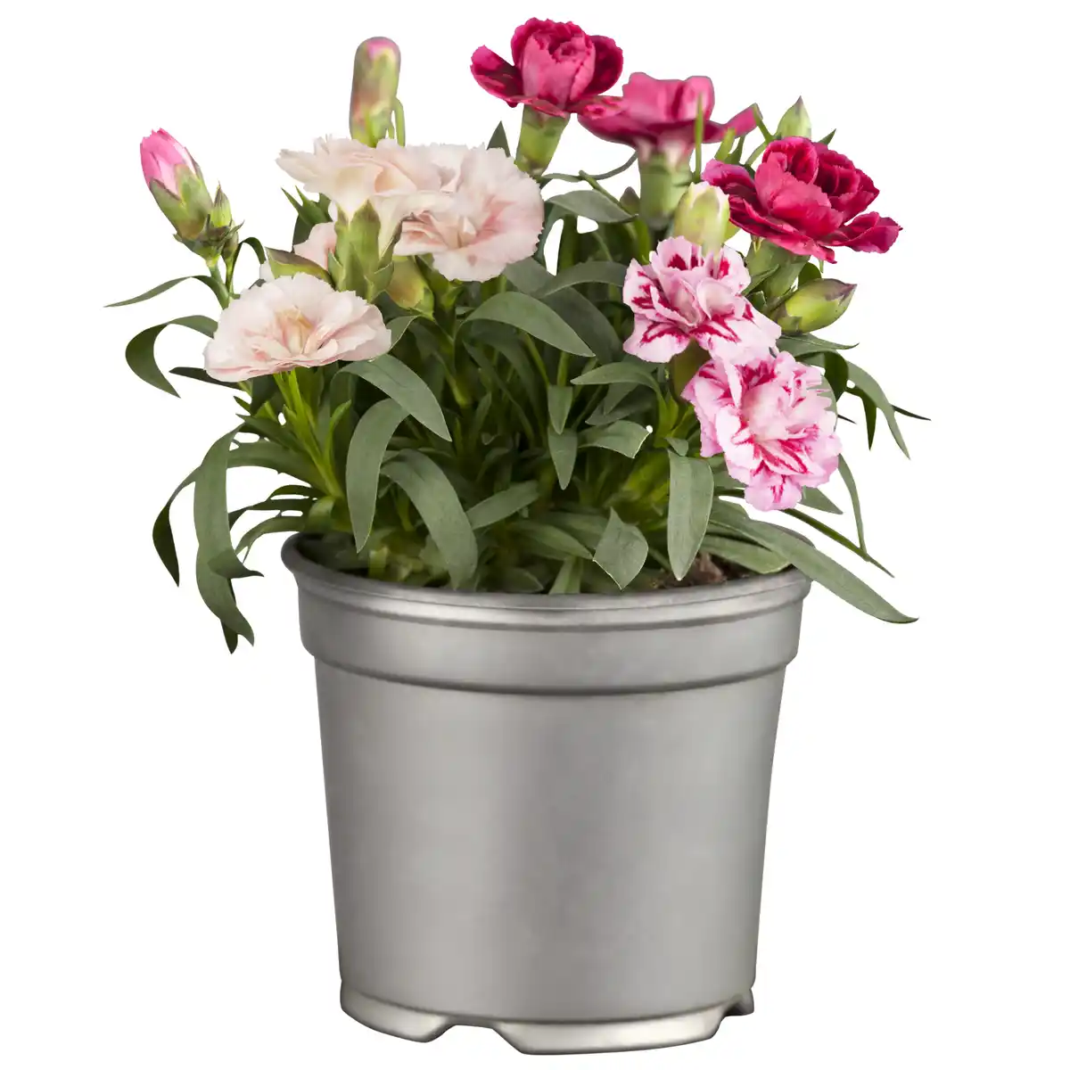 Bild 1 von toom Nelke 'Oscar' Trio verschiedene Farben 13 cm Topf