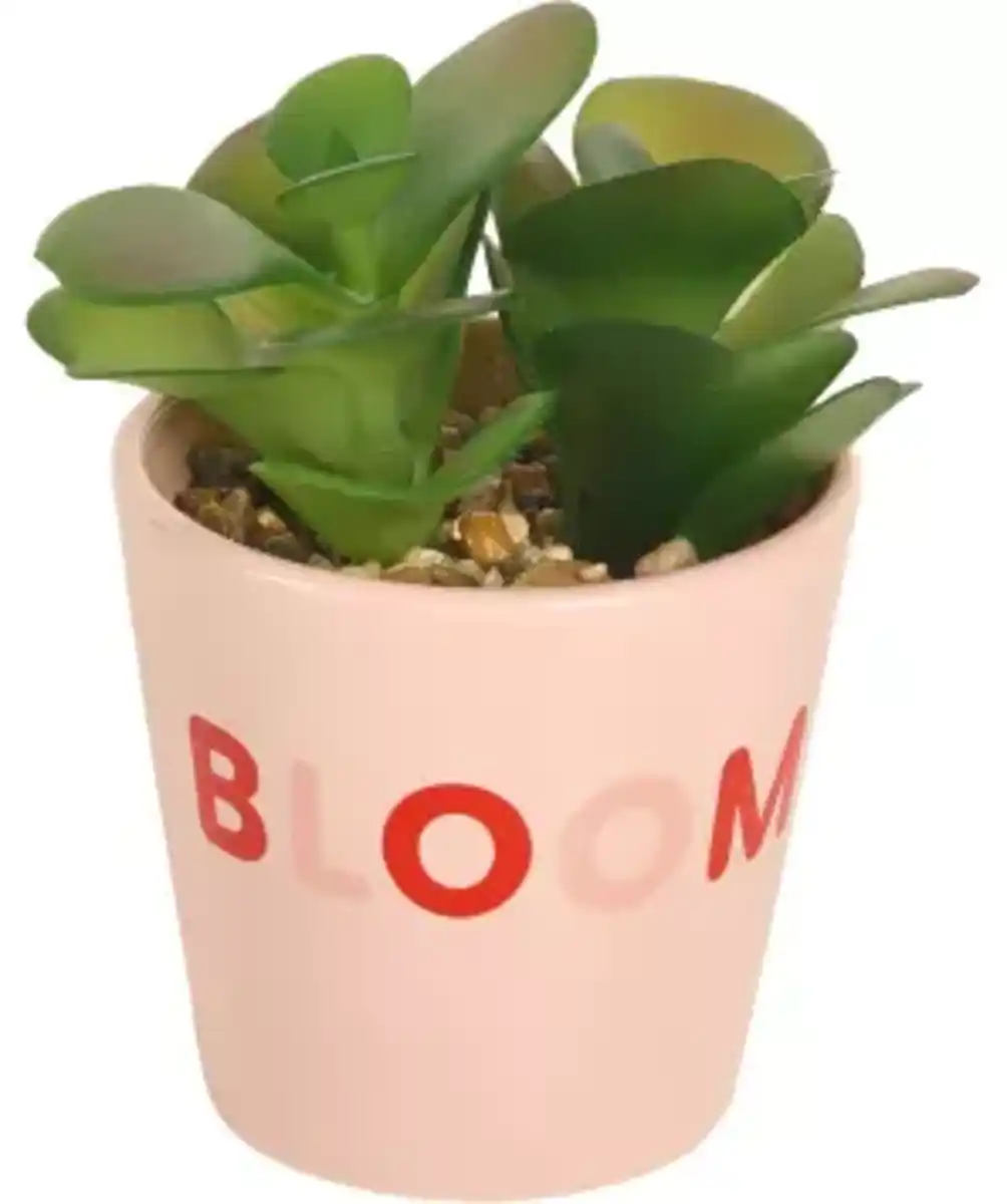 Bild 1 von Kunstpflanze Sukkulente, pink