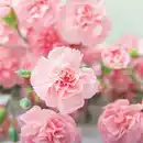 Bild 2 von Topfnelke "Dianthus"