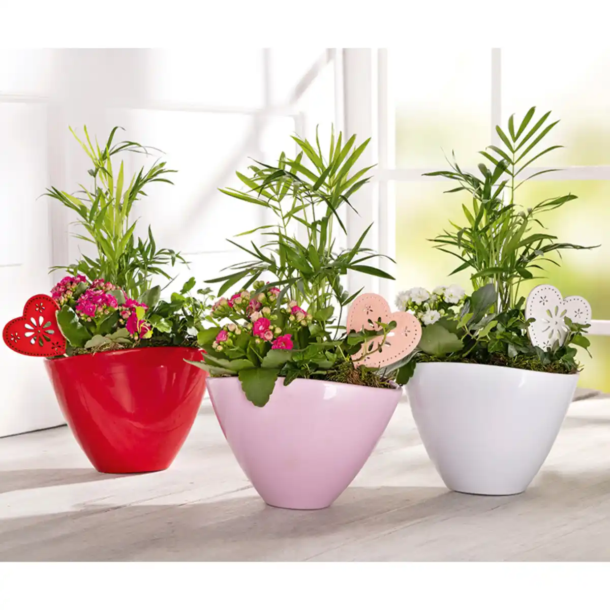 Bild 1 von Bepflanzte Keramikschale