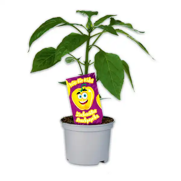 Bild 4 von Kindergemüse "Hits für Kids"