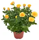Bild 1 von Rose